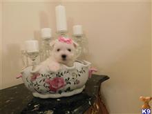 maltese puppy posted by Elegant Babies